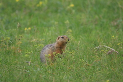 Urocitellus undulatus