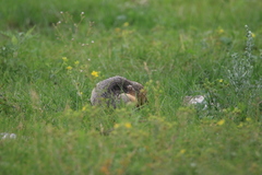 Urocitellus undulatus