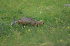 Urocitellus undulatus