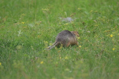 Urocitellus undulatus