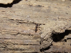 Ponera pennsylvanica