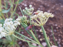 Tetraopes annulatus