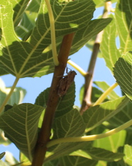 Cicada cretensis
