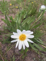 Wyethia helianthoides