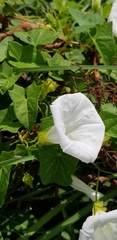 Calystegia sepium angulata