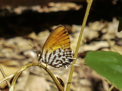 Drupadia ravindra