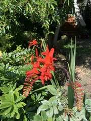 Chasmanthe aethiopica