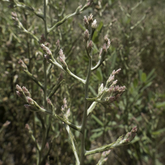 Pseudognaphalium ramosissimum