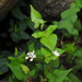 Persicaria biconvexa - Photo (c) Chen Shu, μερικά δικαιώματα διατηρούνται (CC BY-NC), uploaded by Chen Shu