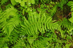 Amauropelta beddomei