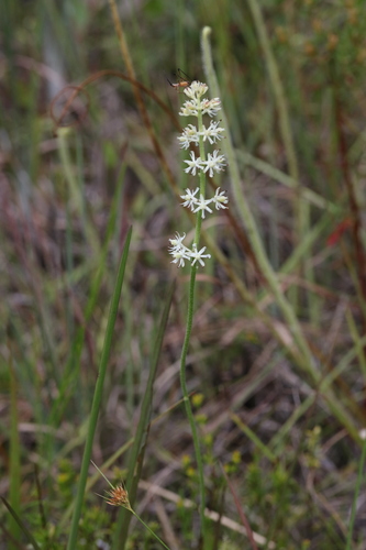Tofieldiaceae image
