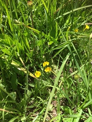 Potentilla flabellifolia