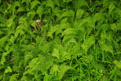 Amauropelta beddomei