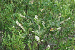 Clethra tomentosa