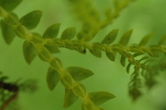 Selaginella labordei