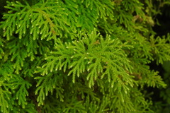 Selaginella labordei