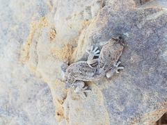 Pachydactylus mariquensis