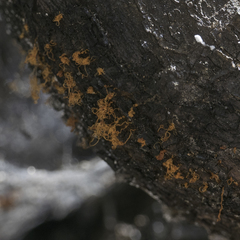 Cytospora chrysosperma