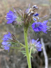 Phacelia franklinii