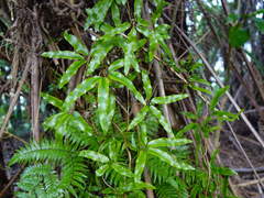 Lygodium articulatum
