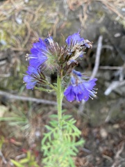 Phacelia franklinii