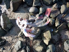 Helicolenus percoides