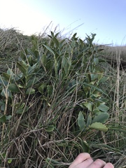 Melicytus chathamicus