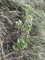 Melicytus chathamicus