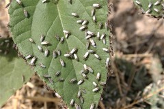 Nysius raphanus