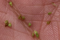 Eleocharis engelmannii