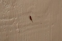 Lepidoptera