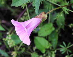 Calystegia subvolubilis