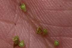 Eleocharis engelmannii