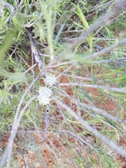 Rhopalomyia utahensis