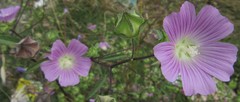Malva punctata
