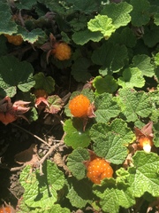 Rubus rolfei