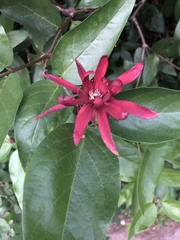 Calycanthus occidentalis