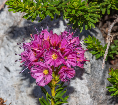 purple mountainheath (Phyllodoce breweri)