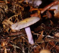 Phlegmacium lavendulense