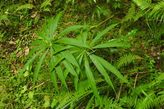 Arisaema consanguineum
