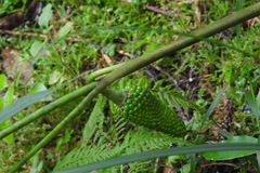 Arisaema consanguineum