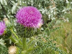 Cirsium drummondii