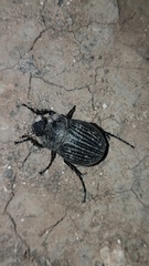 Phyllophaga cribrosa