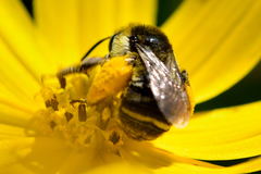 Melissodes microstictus