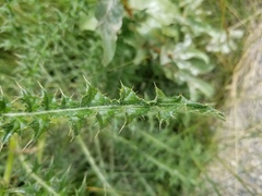 Cirsium drummondii