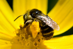 Melissodes microstictus