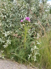 Cirsium drummondii