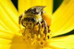 Melissodes microstictus