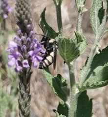 Triepeolus concavus