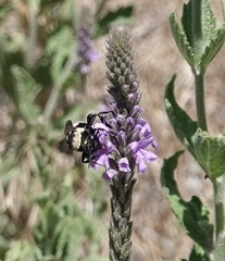 Triepeolus concavus